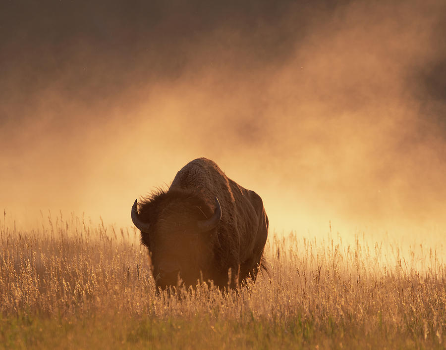 Bison in the dust 2 Photograph by Mary Hone