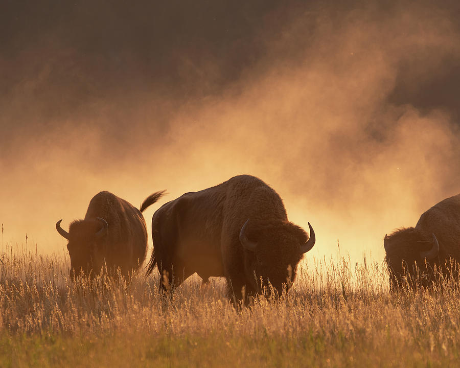Bison in the dust Photograph by Mary Hone