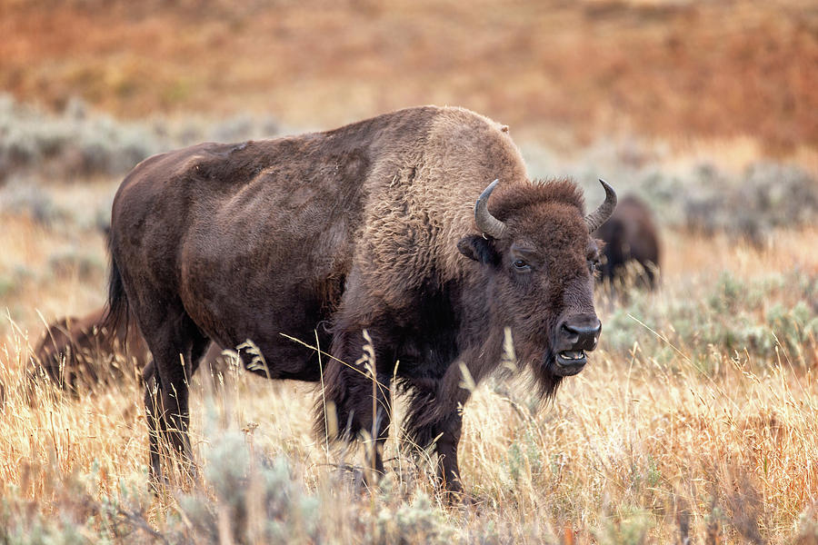 Bison in the grass Photograph by Alex Mironyuk