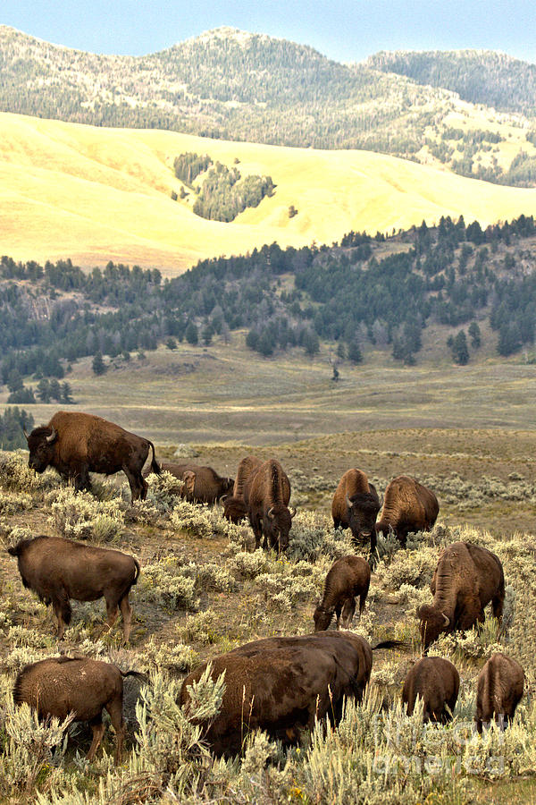 Bison In The Montana Mountains Photograph by Adam Jewell