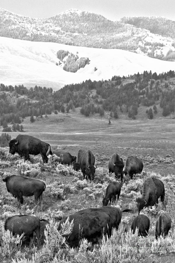 Bison In The Montana Mountains Black And White Photograph by Adam Jewell