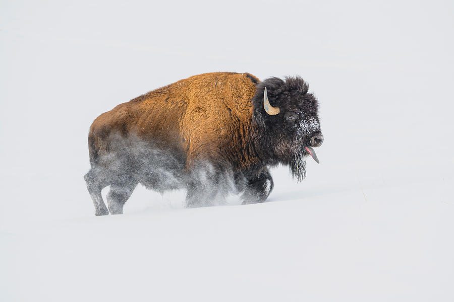 Bison Photograph - Bison In The Snow by Debbie Hunt