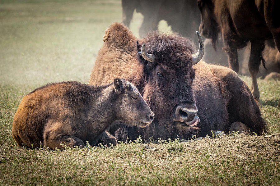 Bison in Theodore Roosevelt NP Photograph by Joe Kopp