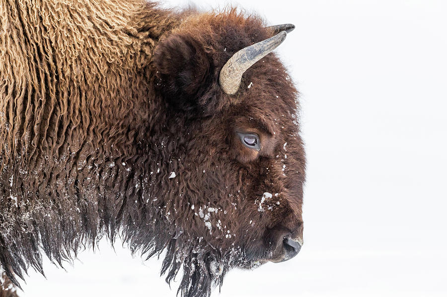 Bison In Winter Photograph by Kencanning