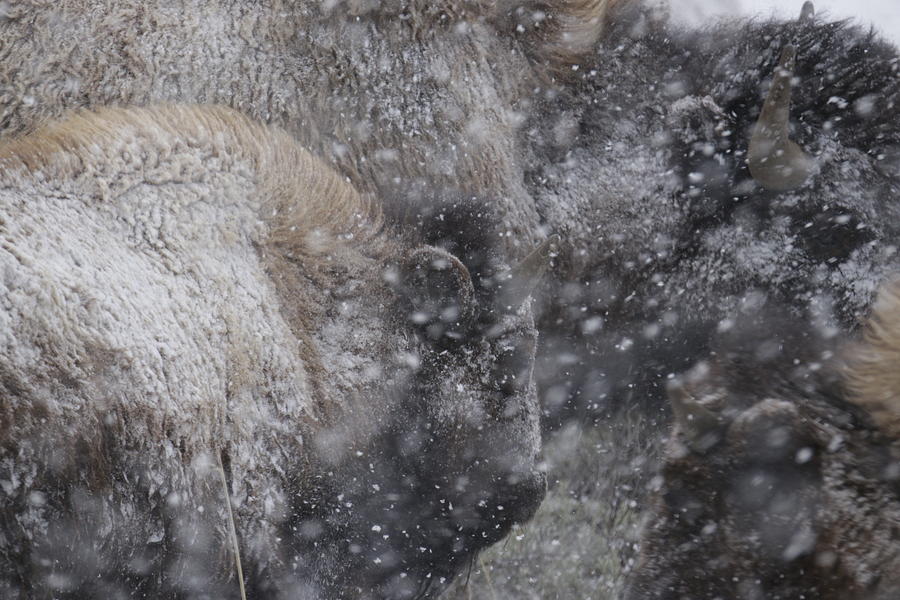 Bison in Winter Yellowstone Photograph by C Ribet