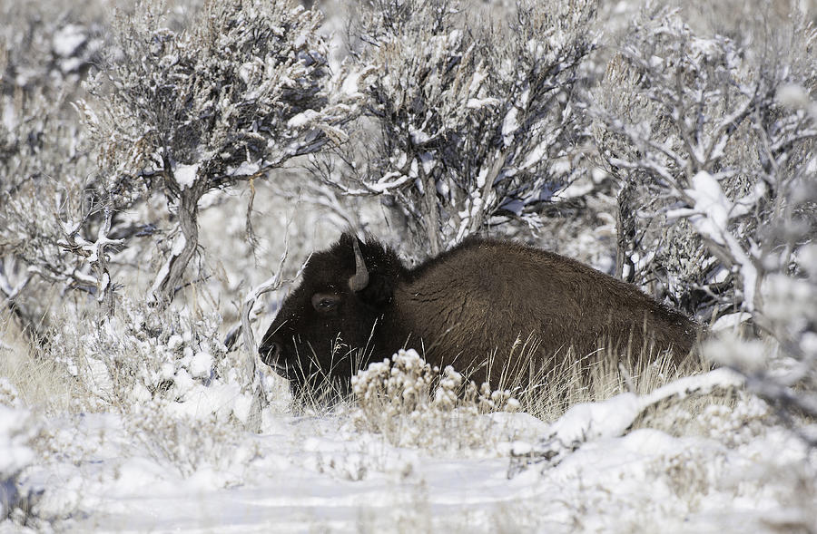 Bison In Winterland Photograph by Fabs Forns
