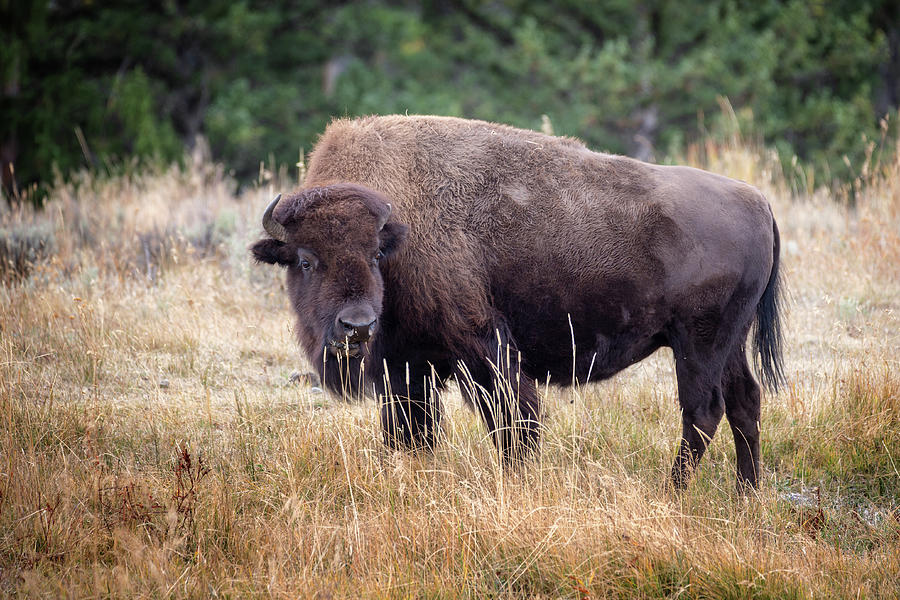 Bison in Yellowstone Photograph by Alex Mironyuk