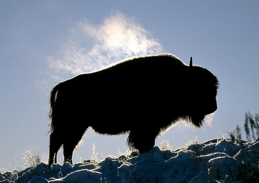 Bison In Yellowstone In Winter Photograph by James Zipp