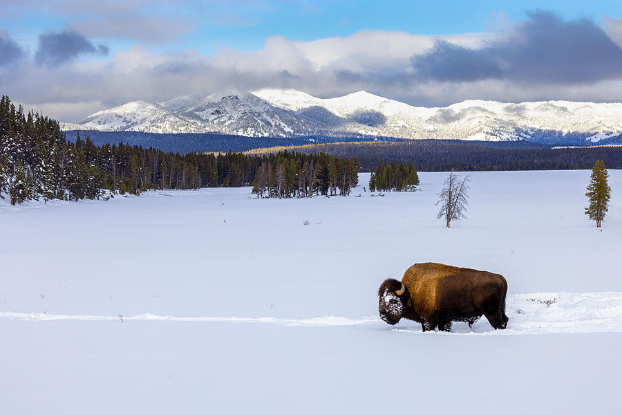 Yellowstone National Park Photograph - Bison In Yellowstone by Siyu And Wei Photography