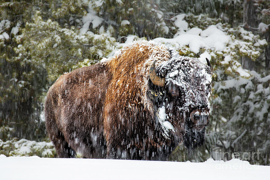Bison In Yellowstone Photograph by Timothy Hacker