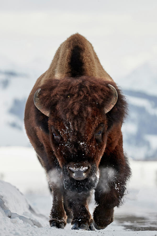 Bison Incoming Photograph by Peter Hudson