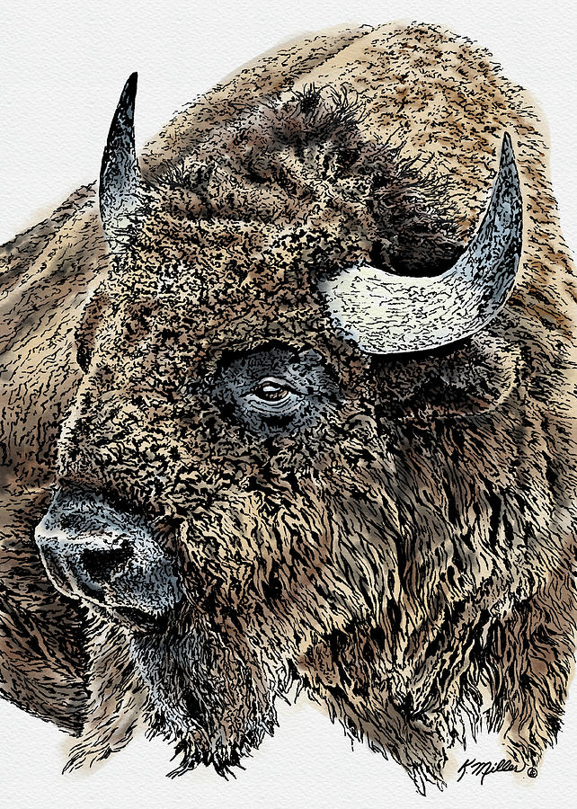 Bison Ink and Watercolor Painting by Kathie Miller