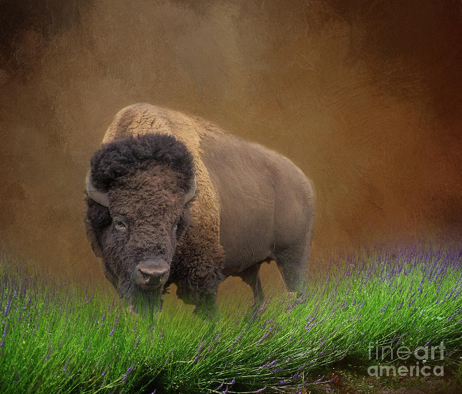 Bison Digital Art by Jim Hatch