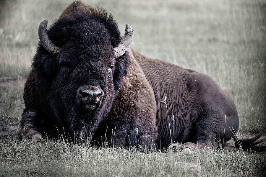 Bison Lies In The Meadow And Takes A Break. Yukon. Canada. Whitehorse Photograph by Myriam Brunner
