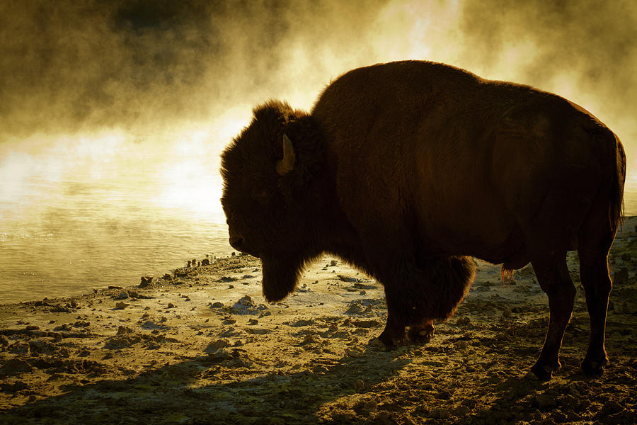 Bison Photograph by Lightpix