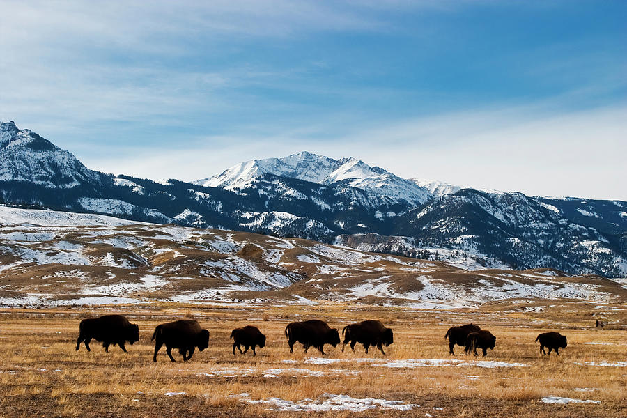Bison Migration Photograph by Mark Miller Photos