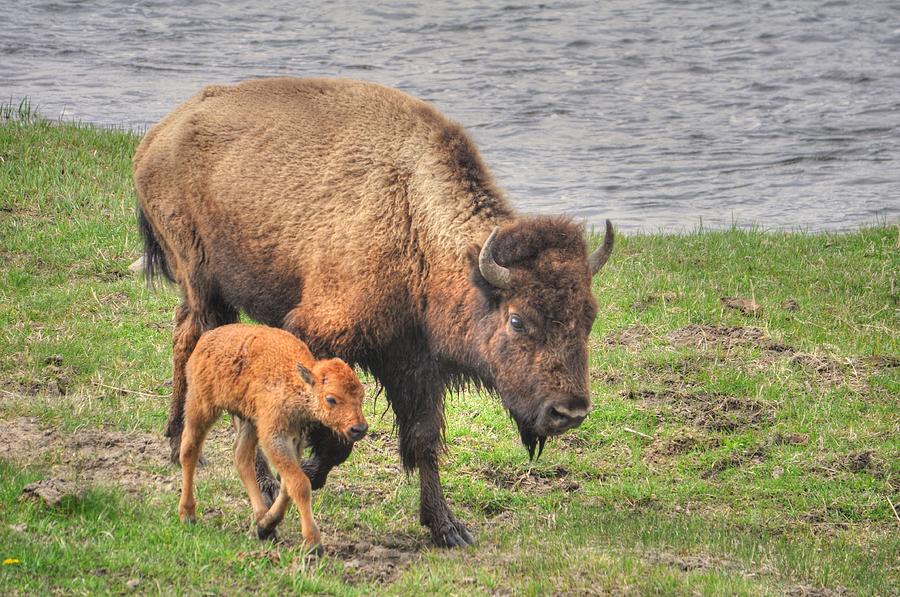 Bison Mother And Her Baby, Yellowstone Photograph by Ben Leshchinsky