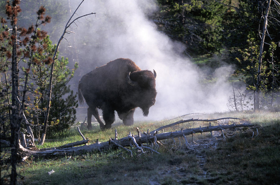 Bison Near A Hot Spring, Yellowstone Photograph by James Gritz