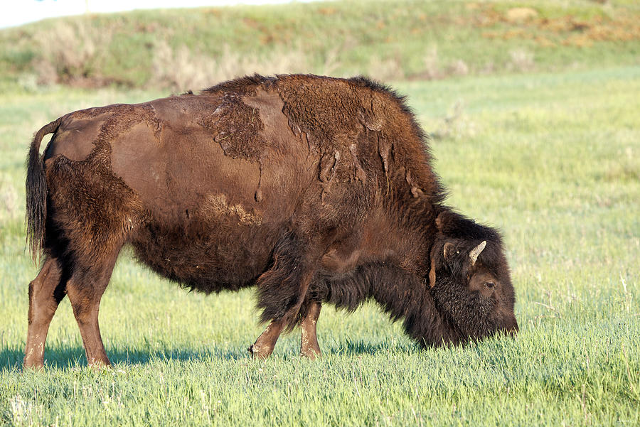 Bison Of The Badlands 01 Photograph by Gordon Semmens - Fine Art America