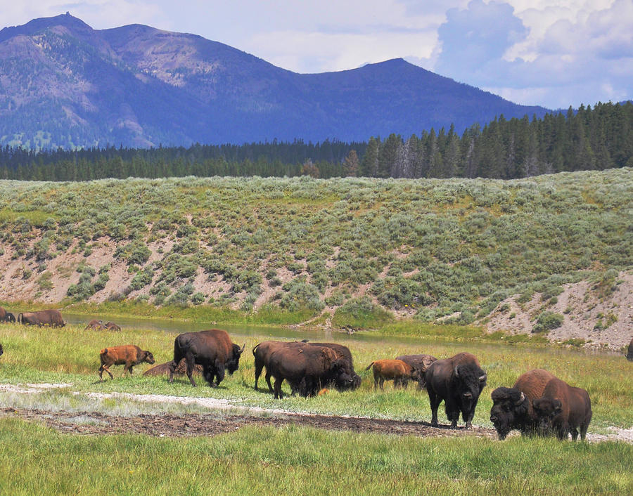 Bison of Yellowstone Photograph by Chance Kafka