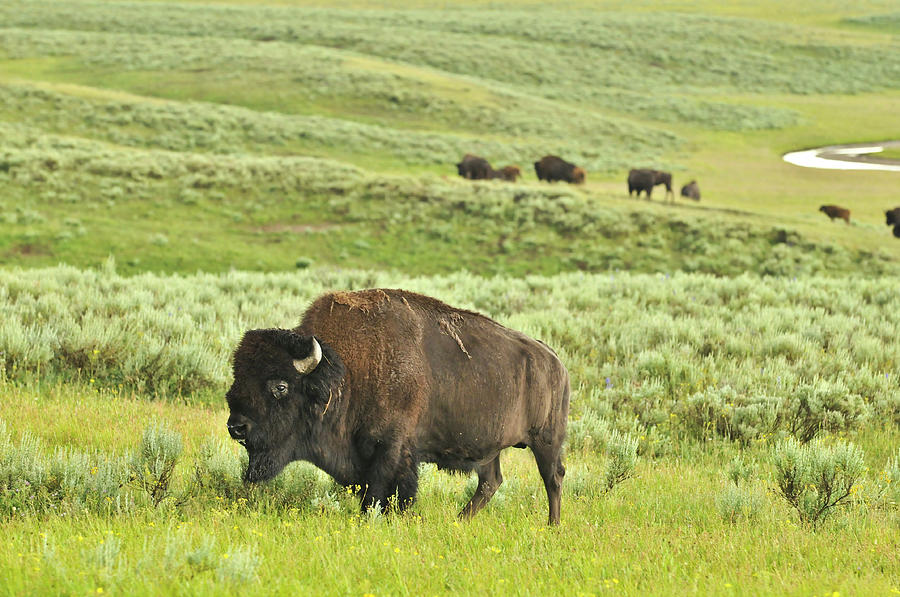 Bison Of Yellowstone Photograph by Shannonforehand