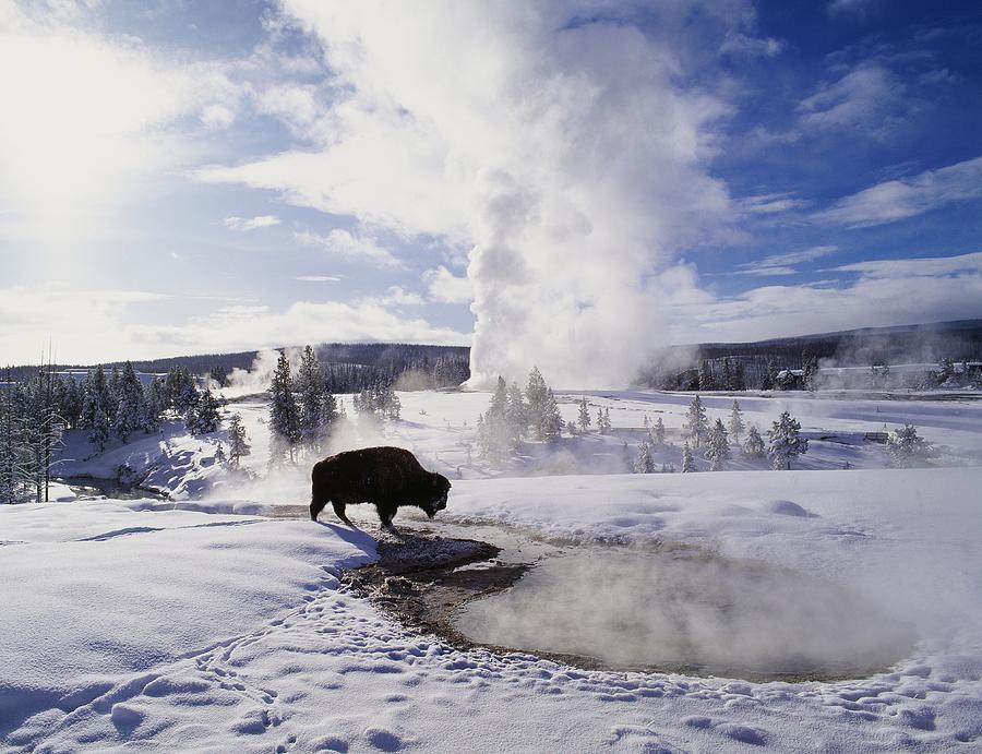 Bison, Old Faithful Area, Yellowstone Digital Art by Giovanni Simeone ...