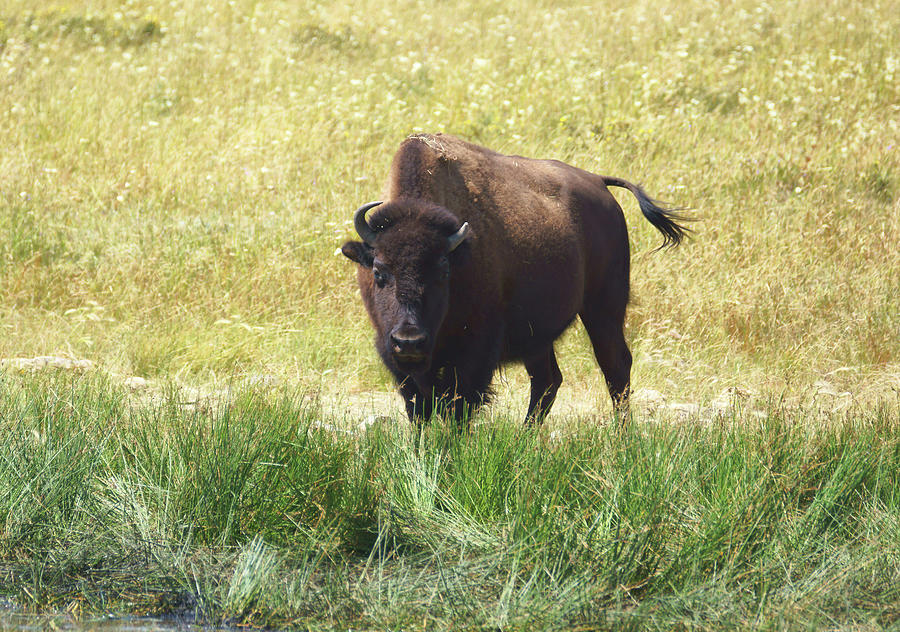 Bison On Alert by Tracey Vivar Bison On Alert by Tracey Vivar