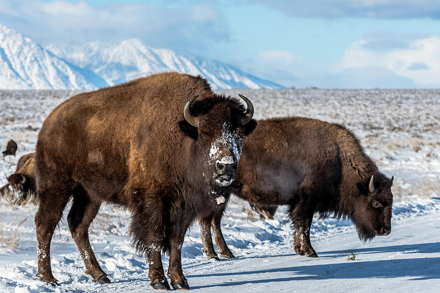Bison On Christmas Day Photograph by Yeates Photography