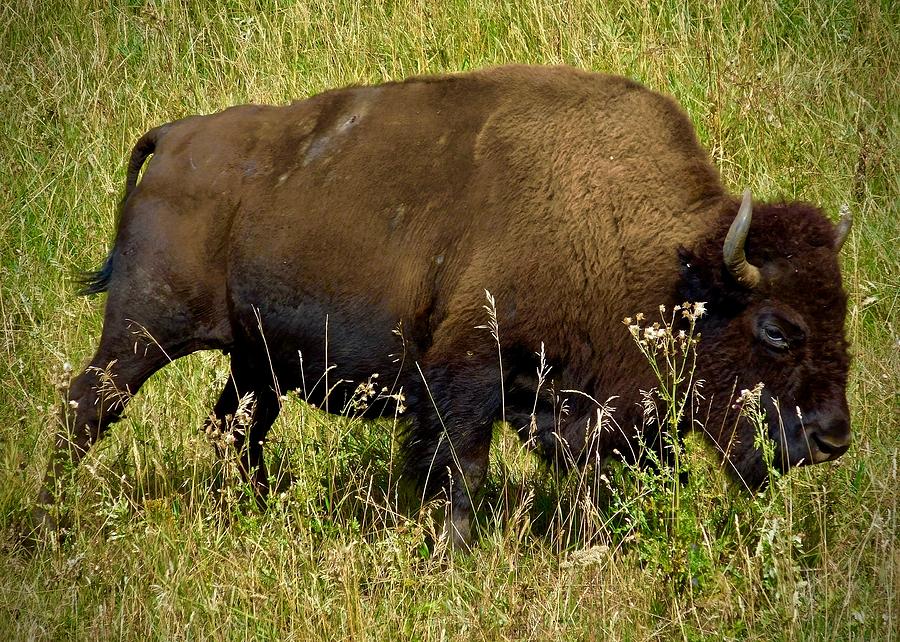Bison on the Move Photograph by Dan Miller