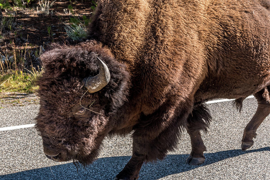 Bison On The Road Photograph