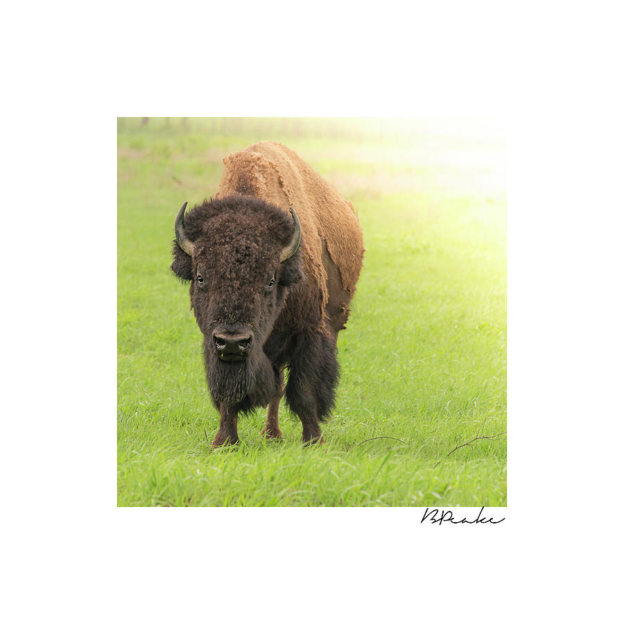 Bison on the Tallgrass Prairie 8x8 Photograph by Bert Peake