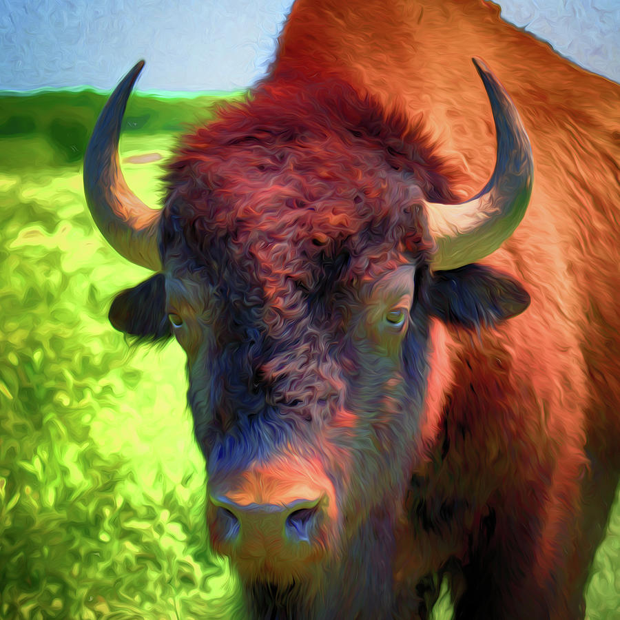 Bison Pop Photograph by James Barber
