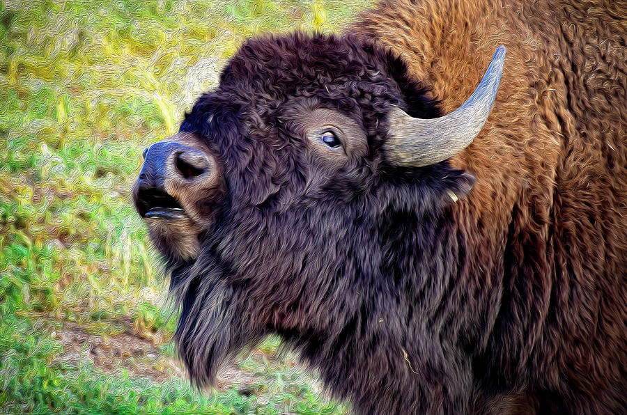 Bison Portrait Photograph by Christopher Thomas | Fine Art America