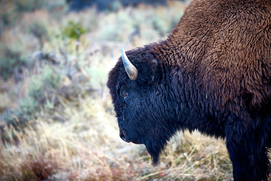 Bison Profile Photograph by Paul Freidlund