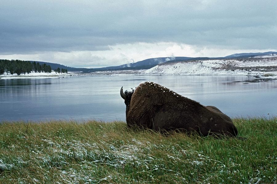 Bison Resting By Yellowstone River With Photograph by Design Pics / David Ponton