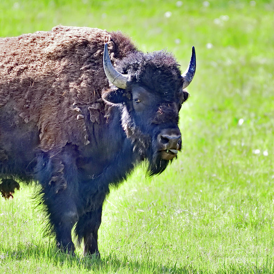 Bison Shredding Skin Photograph by Amazing Action Photo Video