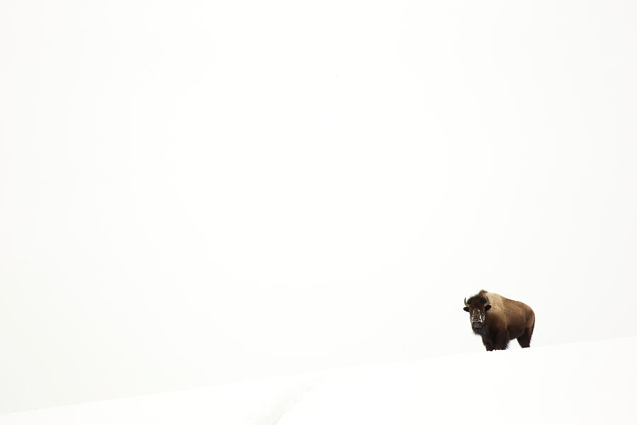 Bison Single Animal In Snow, Yellowstone National Park Photograph by Danny Green / Naturepl.com Bison Single Animal In Snow, Yellowstone National Park Photograph by Danny Green / Naturepl.com
