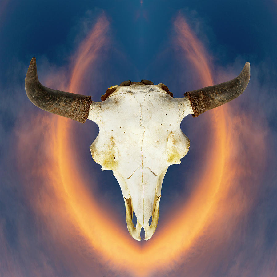 Bison Skull 001 Photograph by Rob Graham
