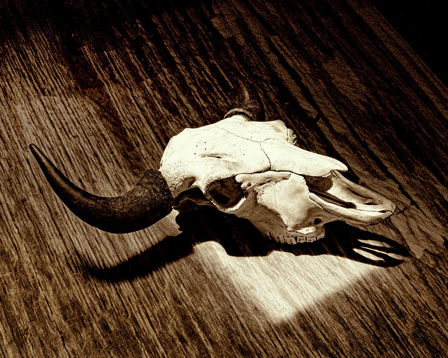 Bison Skull 006 Photograph by Rob Graham