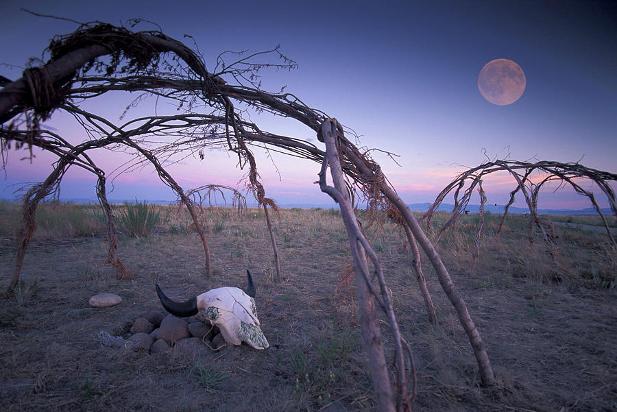 Bison Skull In Desert Digital Art by Heeb Photos