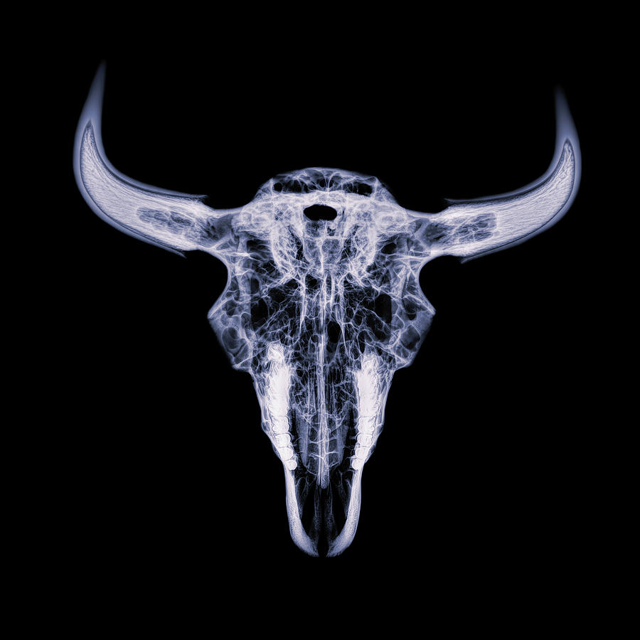 Bison skull x-ray 01 Photograph by Rob Graham