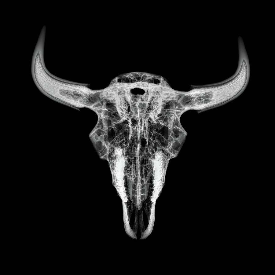 Bison skull x-ray 01bw Photograph by Rob Graham