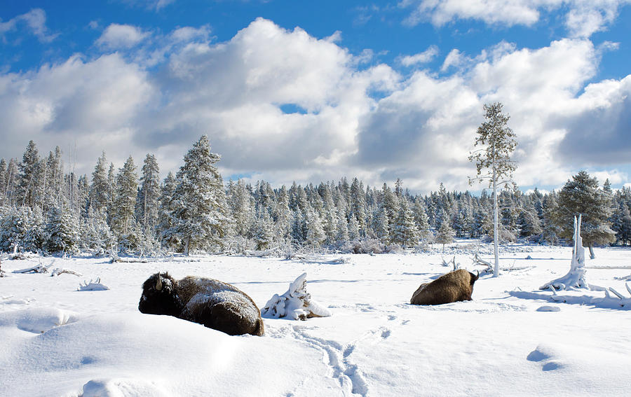 Bison Sleeping In Snow - Yellowstone Photograph by Birdimages