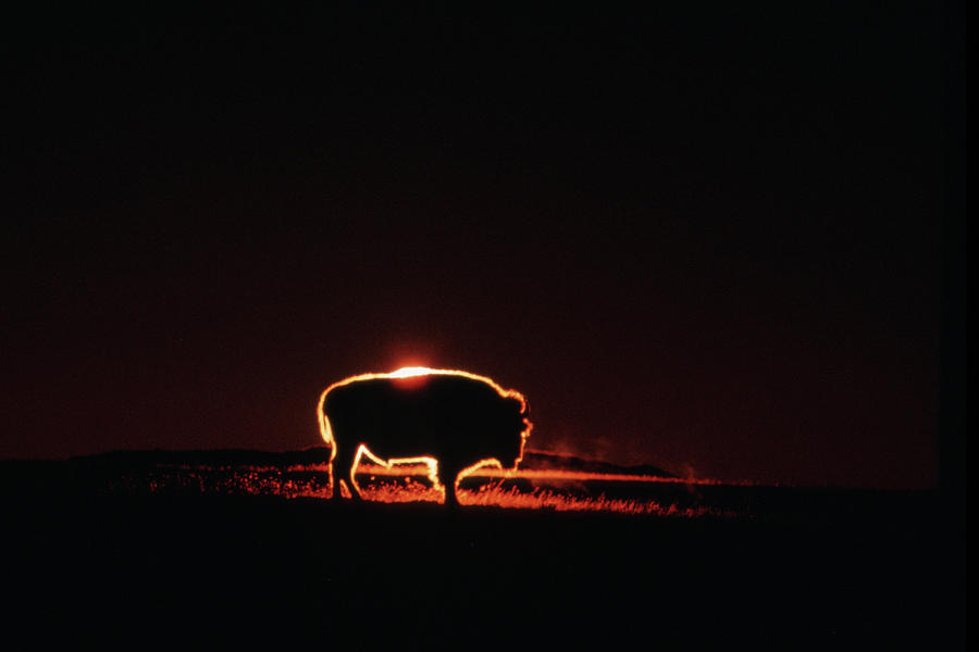 Bison Slhouetted At Sunrise Photograph by Mark Newman