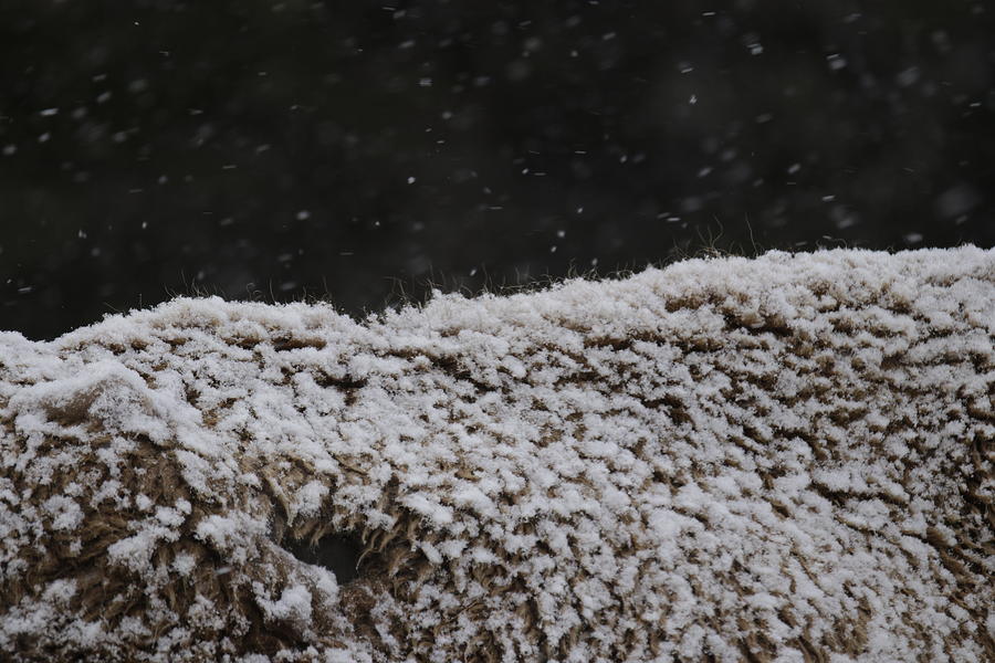 Bison snow Photograph by C Ribet