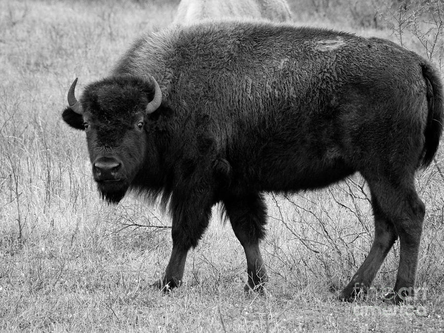 Bison Stands Alone Photograph by Ella Kaye Dickey - Fine Art America