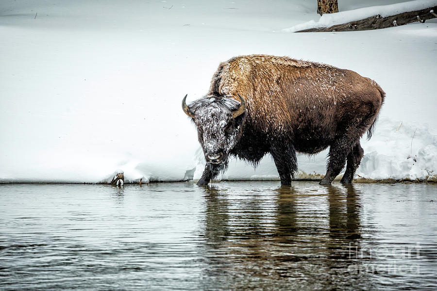 Yellowstone National Park Photograph - Bison Stare by Timothy Hacker
