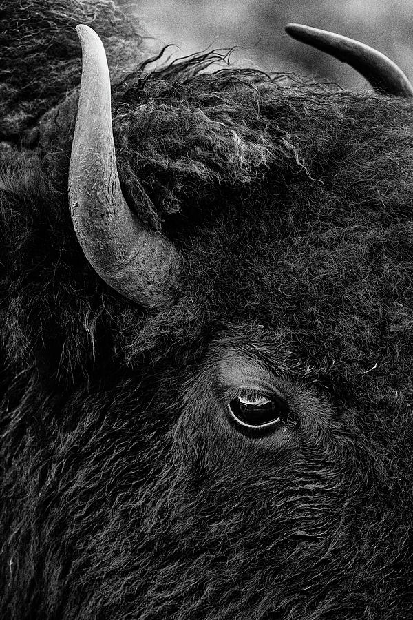 I Spy With My Bison Eye Photograph by Stephen Stookey