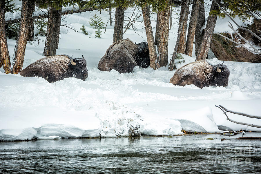 Bison Trio Photograph by Timothy Hacker
