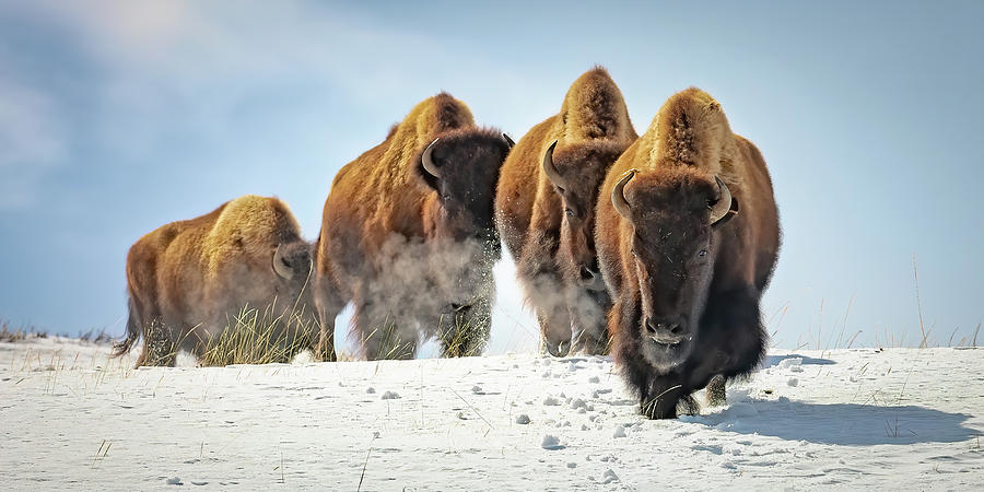 Bison Winter Journey Photograph by Jack Bell
